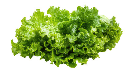 Obraz premium lettuce transparent background