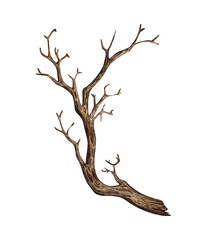 Tree without leaves, with dry bare branches watercolor illustration. Gothic driftwood Halloween decoration. Countryside isolated from background. For seasonal design winter, autumn. © AliCris