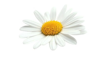 chamomile transparent background
