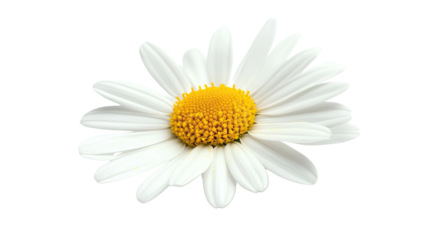 chamomile transparent background