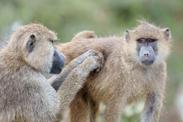 Yellow Baboons grooming.
