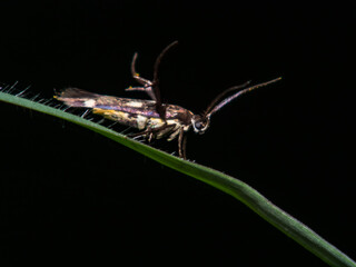 Herbivorous insects with macro nature background.