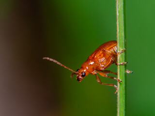 Herbivorous insects with macro nature background.