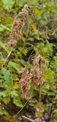 Old dried up flower