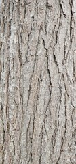 bark of a tree