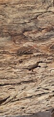 Bark on a tree