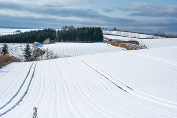 Fototapeta premium 雪に覆われた初冬の畑 