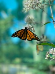butterfly on a flower