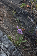 Purple flower growing on stone