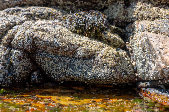 Exposed barnacles on a rock at low tide near pools of salt water