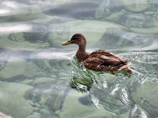 duck in the water