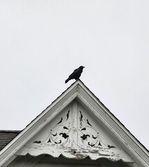 bird on the roof