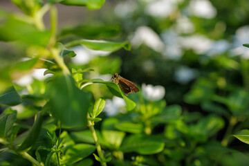 A Small Skipper Butterfly Rests on a Green Leaf Surrounded by Lush Foliage and a Bokeh Background