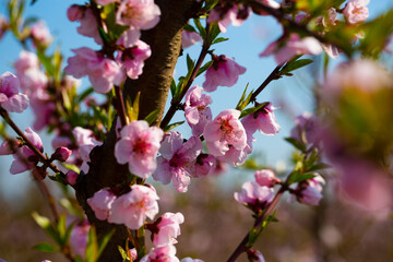 Blooming peach trees in early spring. High quality photo