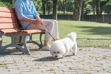 犬の散歩をする愛犬家の中高年男性・ドッグセラピー
