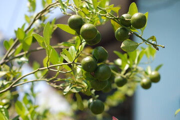 Green Citrus Fruits on a Sunny Day