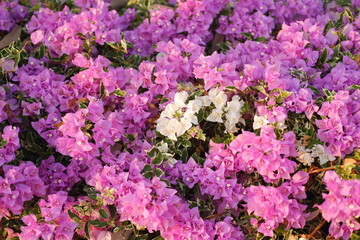 Bougainvillea flowers in the garden with natural background.