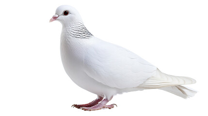 Obraz premium pigeon on a transparent background