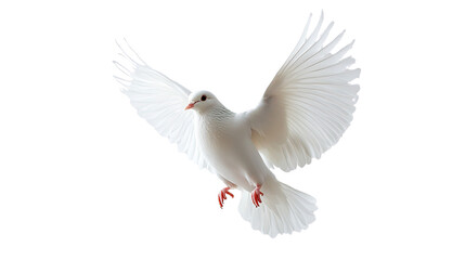 Fototapeta premium pigeon on a transparent background