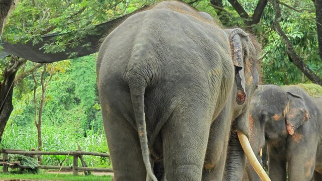 Butt Of An Elephant With Wrinkled Skin And Wagging Tail.