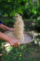 Farmer Sifting rice with bamboo basket  in countryside. Rural life. wickerwork from natural materials that are handcrafted. 