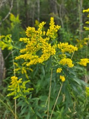 yellow flowers in spring