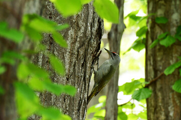 春の森のヤマゲラ