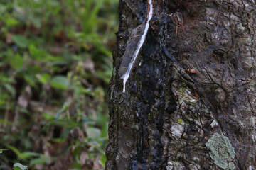 Close-up of rubber tree bark with natural latex sap flowing down. Captures the texture of the bark...
