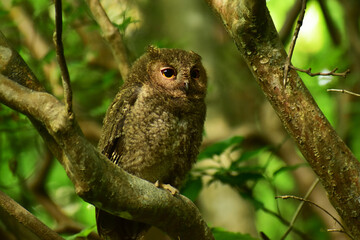 木に止まるオオコノハズクの幼鳥