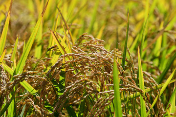 収穫間際の稲