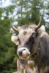 Gray Alpine Cow with Horns Licking Its Nose – Close-Up Livestock Photography in Mountain Forest
