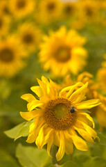 Obraz premium sunflower in the field