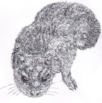 recommend clip art: Illustration of Australian native animal, Eastern quoll