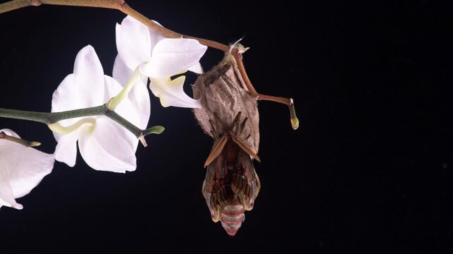 The Magnificent Emergence of the Atlas Moth: A Stunning Time-Lapse of Nature's Masterpiece