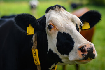 Holstein cow. Cows on a meadow during sunny day. Black and white cow on green meadow. Cow Farm with...
