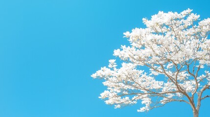 White Magnolia Tree Blossoms Against Blue Sky Spring Flowers Nature