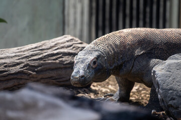 コモドドラゴン