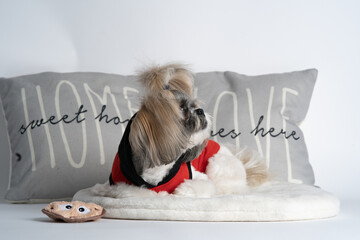 fotografias pet dog Shih tzu