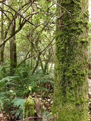 Fototapeta premium path in the forest