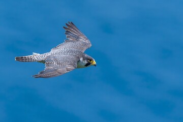 日本海をバックに悠然と飛ぶハヤブサ成鳥