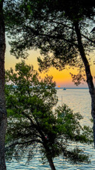 Fototapeta premium Sunset view through trees with the sea on the horizon and soft sky tones