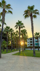 Palm trees in a park with a sunset sky and apartment buildings in the distance