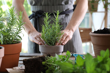 Woman transplanting herb into pot at table, closeup