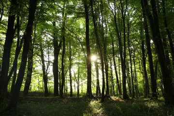 Sun shining through tree crown in forest