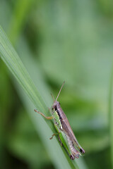 Small green grasshopper insect resting on a leaf