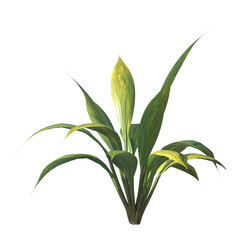 capitulate, Palm Grass, bushes, shrubs, evergreen, small tree, bush, light for daylight, easy to use, 3d render, isolated