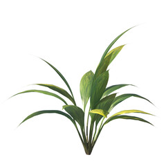 capitulate, Palm Grass, bushes, shrubs, evergreen, small tree, bush, light for daylight, easy to use, 3d render, isolated