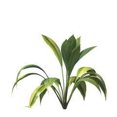 capitulate, Palm Grass, bushes, shrubs, evergreen, small tree, bush, light for daylight, easy to use, 3d render, isolated