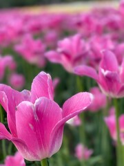 pink tulip flower