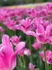 pink and white tulips